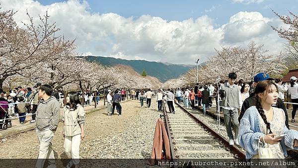 〖韓國｜釜山〗釜山春天熱門景點 鎮海 진해『軍港節』慶和火車