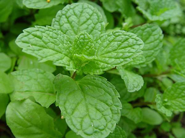 入門款單方精油 薄荷 芳療夫人會客室 痞客邦 入門款單方精油 薄荷 芳療夫人會客室 痞客邦