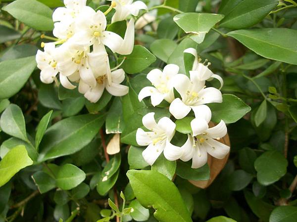 七里清香 月橘 蘆洲李宅環境教育部落格 痞客邦