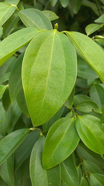 IMAG0480.jpg
