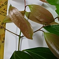 IMAG8295.jpg