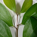 IMAG8296.jpg
