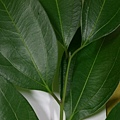 IMAG8297.jpg