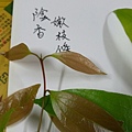 IMAG8298.jpg
