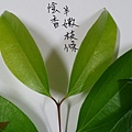 IMAG8299.jpg