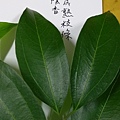 IMAG8300.jpg