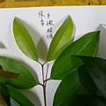IMAG8301.jpg