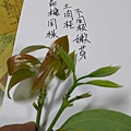 IMAG8302.jpg