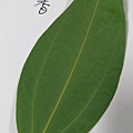 IMAG8306.jpg