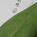 IMAG8307.jpg
