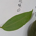 IMAG8309.jpg