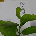 IMAG8310.jpg