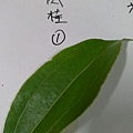 IMAG8312.jpg