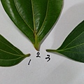 IMAG8317.jpg