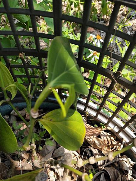 IMG20180529105549.jpg
