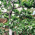 IMG_7850.JPG