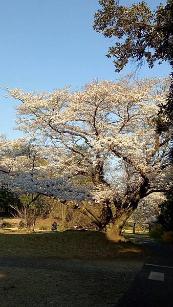 日本自助旅行