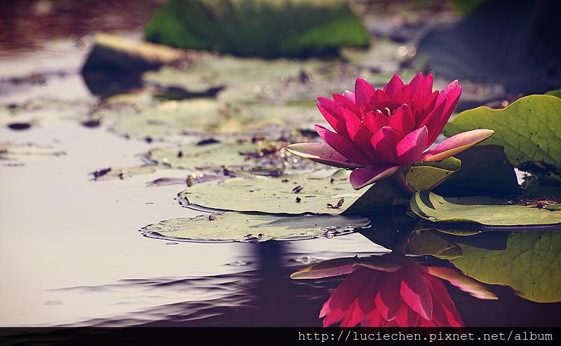 pink-lily-petal-pond-flower-smell pink-lily-petal-pond-flower-smell