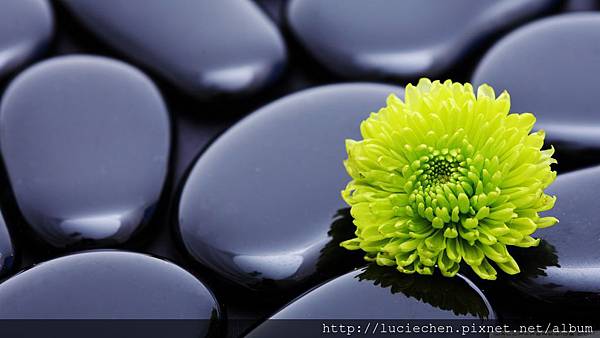 black-zen-stones-and-a-yellow-mum_00446891