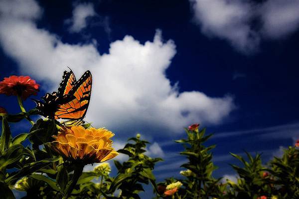 20060821171637_butterfly-and-flowers