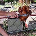 IMG_1113.JPG
