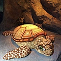 龍宮傳奇之必備元素：海龜。