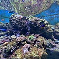 珊瑚礁區是海底生物裡最五顏六色的一區。
