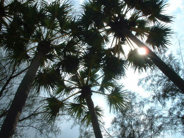 Patong Beach的陽光