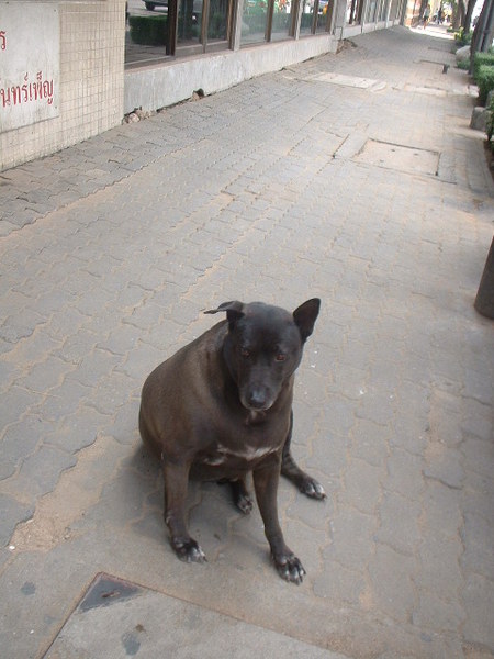 街上的老胖狗