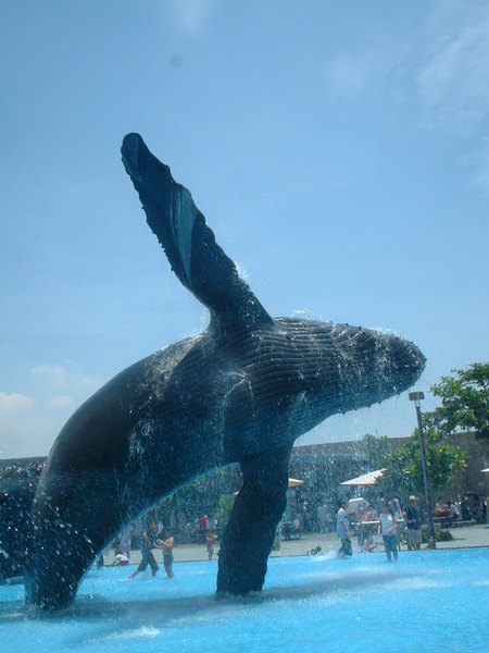 海生館的鯨魚
