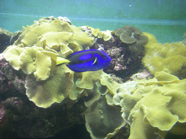 一直keep swimming的多莉