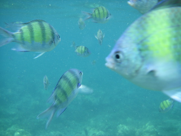 好多魚