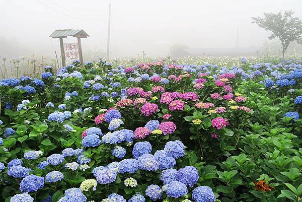 IMG_0005.JPG IMG_0005.JPG