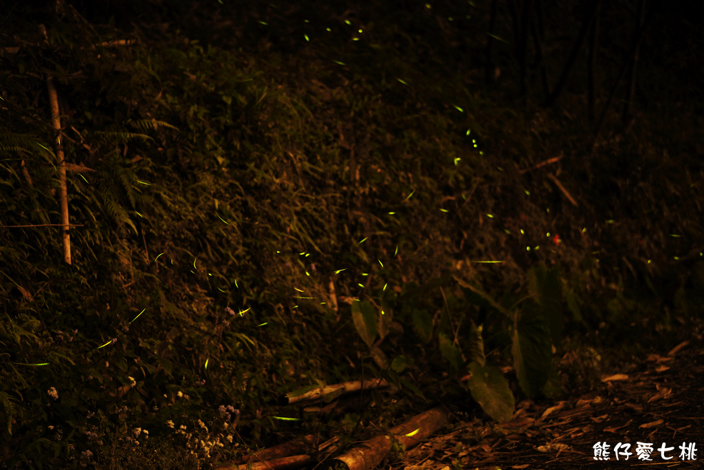 DSC00382-1.jpg DSC00382-1.jpg