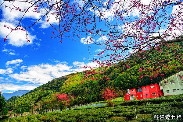 å—æŠ• ä¿¡ç¾© 2019è‰åªé ­æ«»èŠ±å­£ è‰åªé ­çŽ‰å±±è§€å…‰èŒ¶åœ' åƒæ£µæ«»èŠ±ç¶»æ