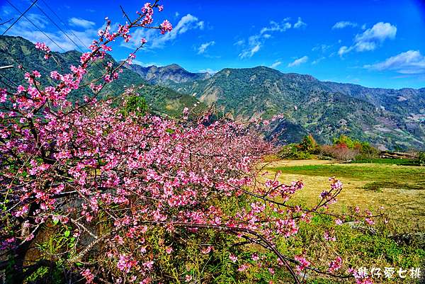 å—æŠ• ä¿¡ç¾© 2019è‰åªé ­æ«»èŠ±å­£ è‰åªé ­çŽ‰å±±è§€å…‰èŒ¶åœ' åƒæ£µæ«»èŠ±ç¶»æ