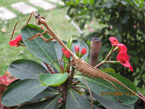 057-這是一隻竹葉作的螳螂, 看清楚了嗎,是我媽媽同事從大陸帶回來的喲.JPG