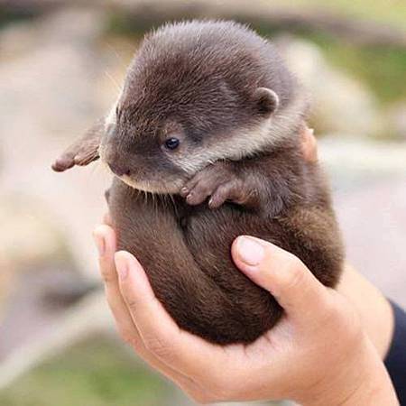 otter