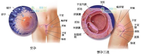 fetal02-03 index.JPG