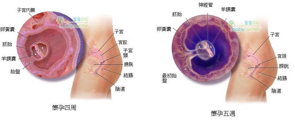 fetal04-05_index.JPG