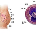 fetal04-05_index.JPG