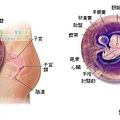 fetal06-07 index.JPG