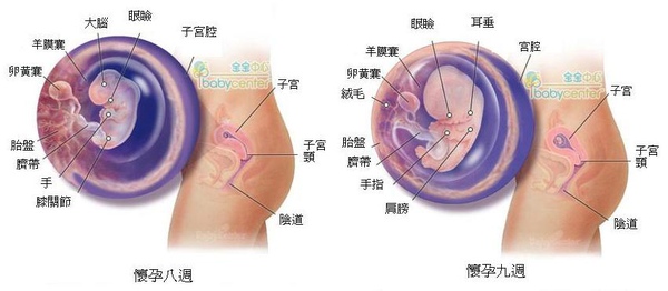 fetal08-09 index.JPG