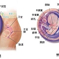 fetal08-09 index.JPG