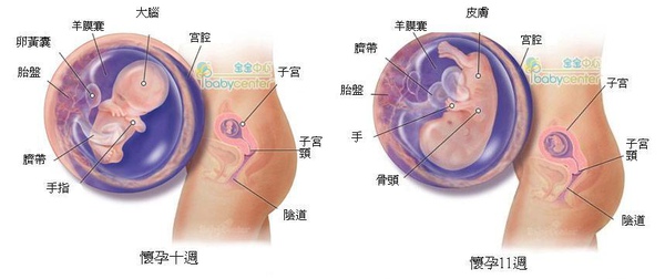 fetal10-11 index.JPG