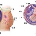 fetal10-11 index.JPG