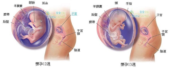 fetal12-13 index.JPG