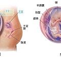 fetal12-13 index.JPG