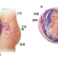 fetal16-17_index.JPG