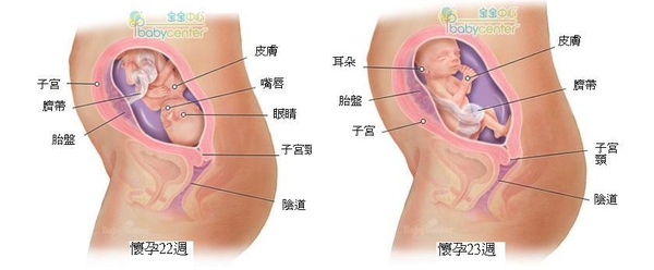 fetal22-23_index.JPG